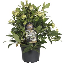 FLORASELF Kerstroos Helleborus viridis 'Winterbell' potmaat Ø 17,0 cm