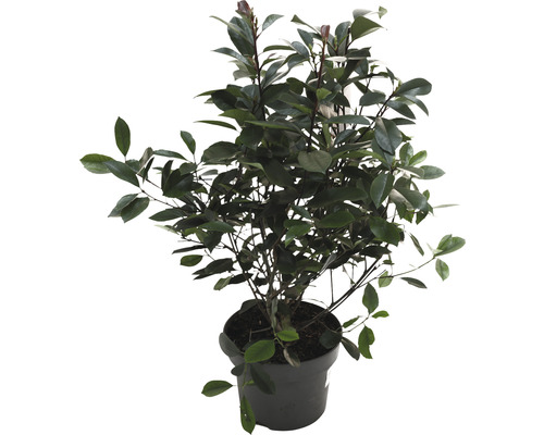 FLORASELF Glansmispel Photinia fraseri 'Red Robin' potmaat Ø 23 cm H 60-80 cm