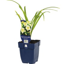 Daglelie ''Arctic Snow'' in een pot