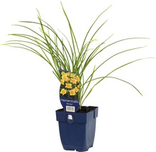Daglelie in pot met groene bladeren en gele bloemen