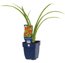 FLORASELF Daglelie Hemerocallis citrina Ø 11 cm
