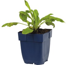 Zuring plant in pot