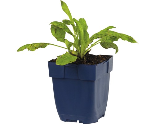 Zuring plant in pot
