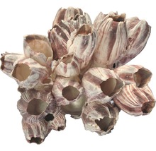 Decoratief object zeepokken