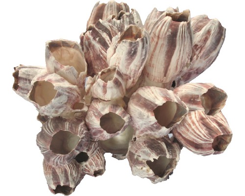 ORBIT Aquariumdecoratie Schelpen roze 12 x 8 x 4 cm Decoratief object zeepokken