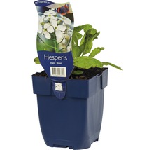 Damastbloem ''Alba'' in pot