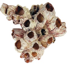 Decoratie voor aquarium, zeepokken