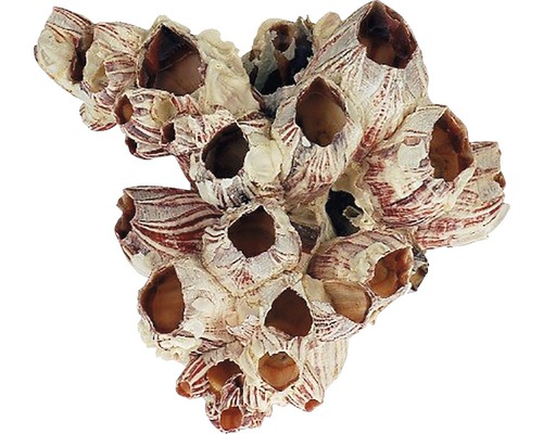 Decoratie voor aquarium, zeepokken