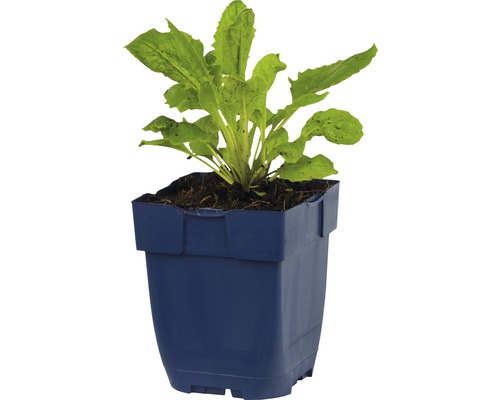 Sla plant in pot
