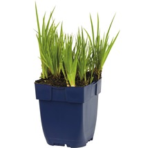FLORASELF Zwaardrus Juncus ensifolius Ø 11 cm