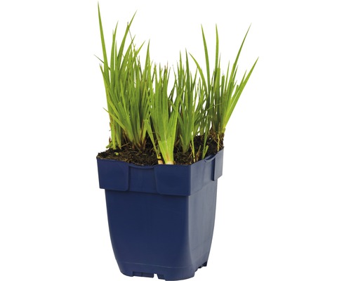 Wateriris in pot