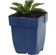 Kunststof bloempot met plant