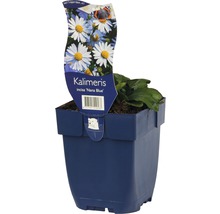Kalimeris incisa Nana Blue in pot