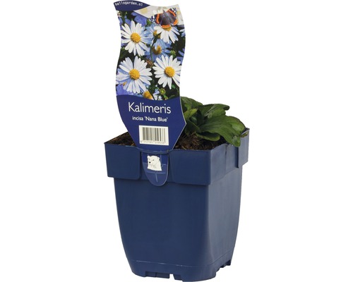 Kalimeris incisa Nana Blue in pot