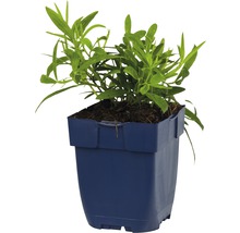 Dragonplant in pot