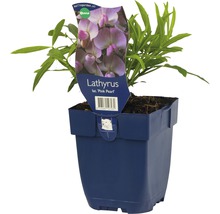 Lathyrus ''Pink Pearl'' in pot