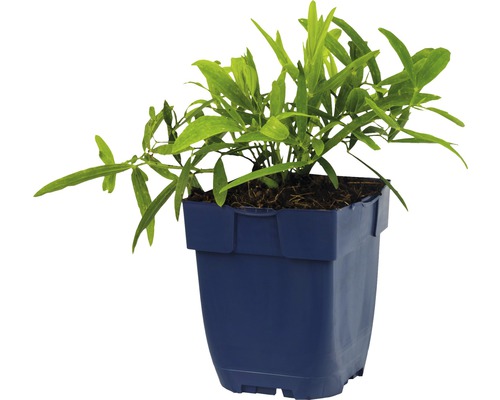 Planten in pot
