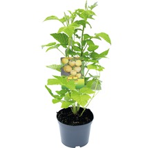 Gouden framboos in pot met plantenetiket