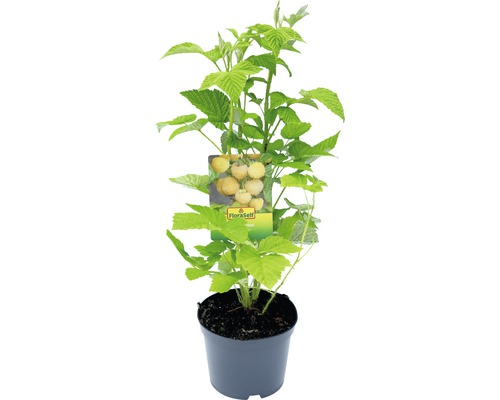 Gouden framboos in pot met plantenetiket