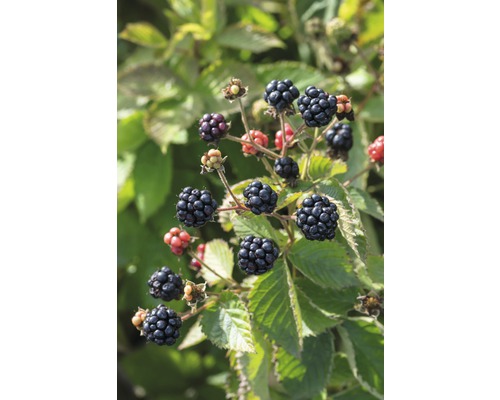 FLORASELF Braam Rubus fruticosus 'Little Black Prince' potmaat Ø17 cm H 50-60 cm Bramen aan de struik