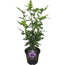 Hibiscus in pot, variëteit Marina