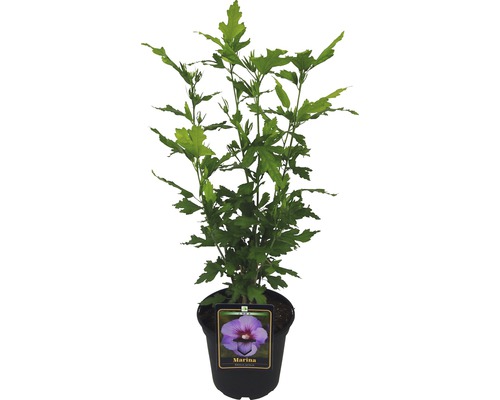 Hibiscus in pot, variëteit Marina