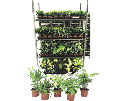 Diverse kamerplanten op een rek