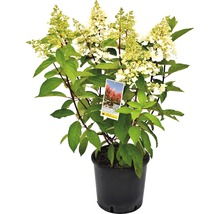 Pluimhortensia in een pot