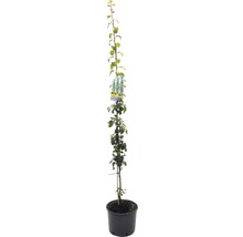 Kolomvormige boom in een pot