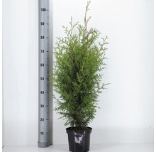 FLORASELF® Westerse Levensboom Thuja Occidentalis 'Brabant' potmaat Ø 19 cm-thumb-0