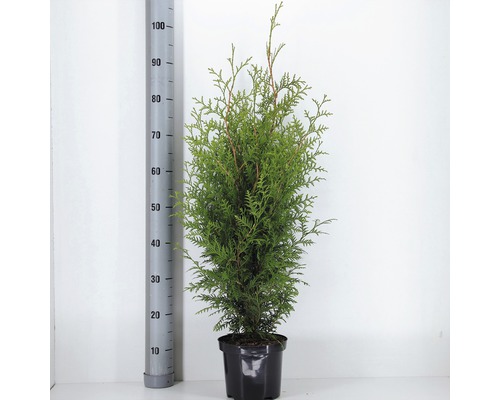 FLORASELF® Westerse Levensboom Thuja Occidentalis 'Brabant' potmaat Ø 19 cm-0