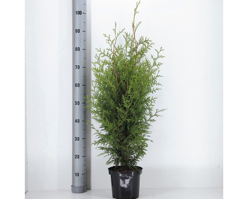 FLORASELF® Westerse Levensboom Thuja Occidentalis 'Brabant' potmaat Ø 19 cm Levensboom in pot met maatverdeling