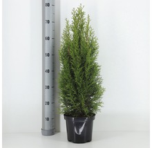 FLORASELF® Westerse Levensboom Thuja Occidentalis 'Smaragd' potmaat Ø 19 cm-thumb-0