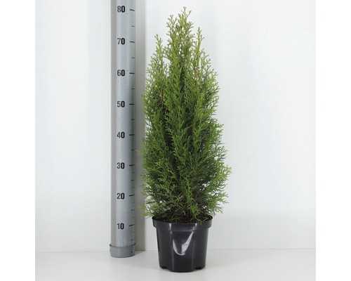 FLORASELF® Westerse Levensboom Thuja Occidentalis 'Smaragd' potmaat Ø 19 cm-0