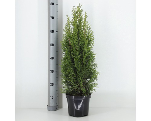 FLORASELF® Westerse Levensboom Thuja Occidentalis 'Smaragd' potmaat Ø 19 cm Levensboom in pot met maatindicatie.