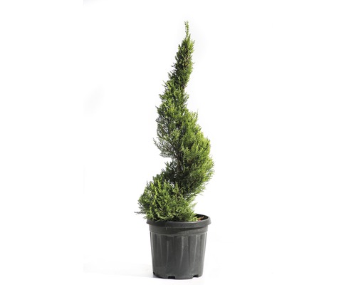 FLORASELF Conifeer Cupressocyparis leylandii 'Castlewellan Gold' potmaat Ø 28 cm H 60-80 cm