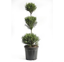 Drietraps cipres in pot