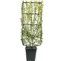 Liguster op klimrek groeiend in pot