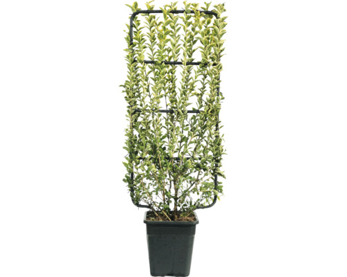 Liguster op klimrek groeiend in pot