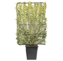 Euonymus japonicus klimplant in pot, met klimrek