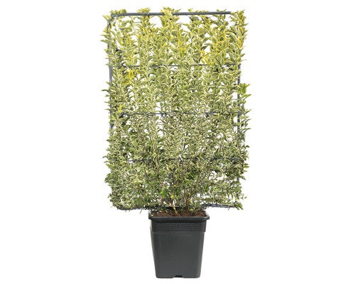Euonymus japonicus klimplant in pot, met klimrek
