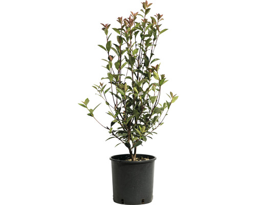 Glansmispel Red Robin in pot