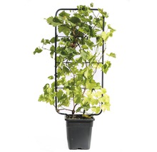 Wijnstok in een pot met klimrek