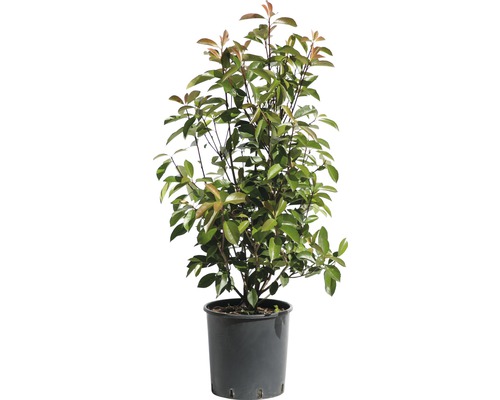 FLORASELF Glansmispel Photinia fraseri 'Red Robin' potmaat Ø 10 liter H 80-100 cm Glansmispel in een pot