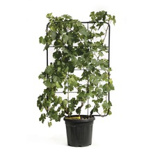 Wijnstok in pot met klimhulp