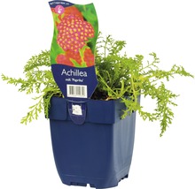 Achillea millefolium Paprika plant in pot