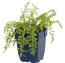 Goudpapaver in een blauwe pot