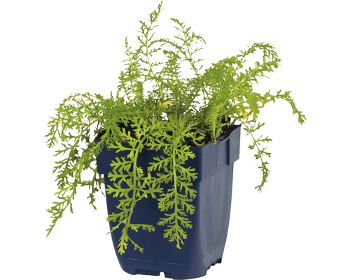 Goudpapaver in een blauwe pot