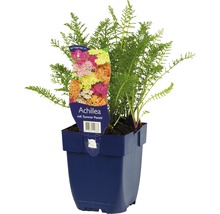 Duizendblad in pot