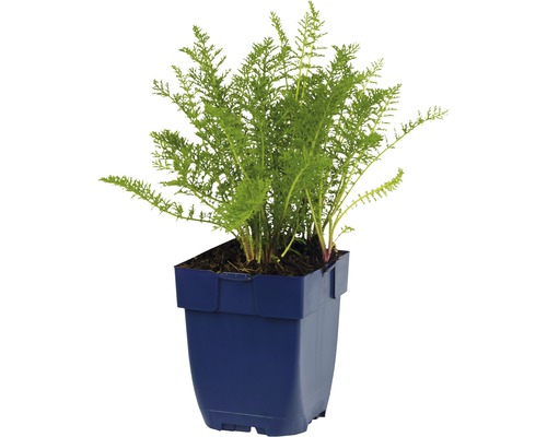 Duizendbladplant in pot